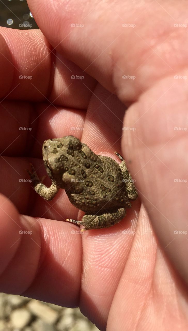 Little frog in Little Darby Creek, OH