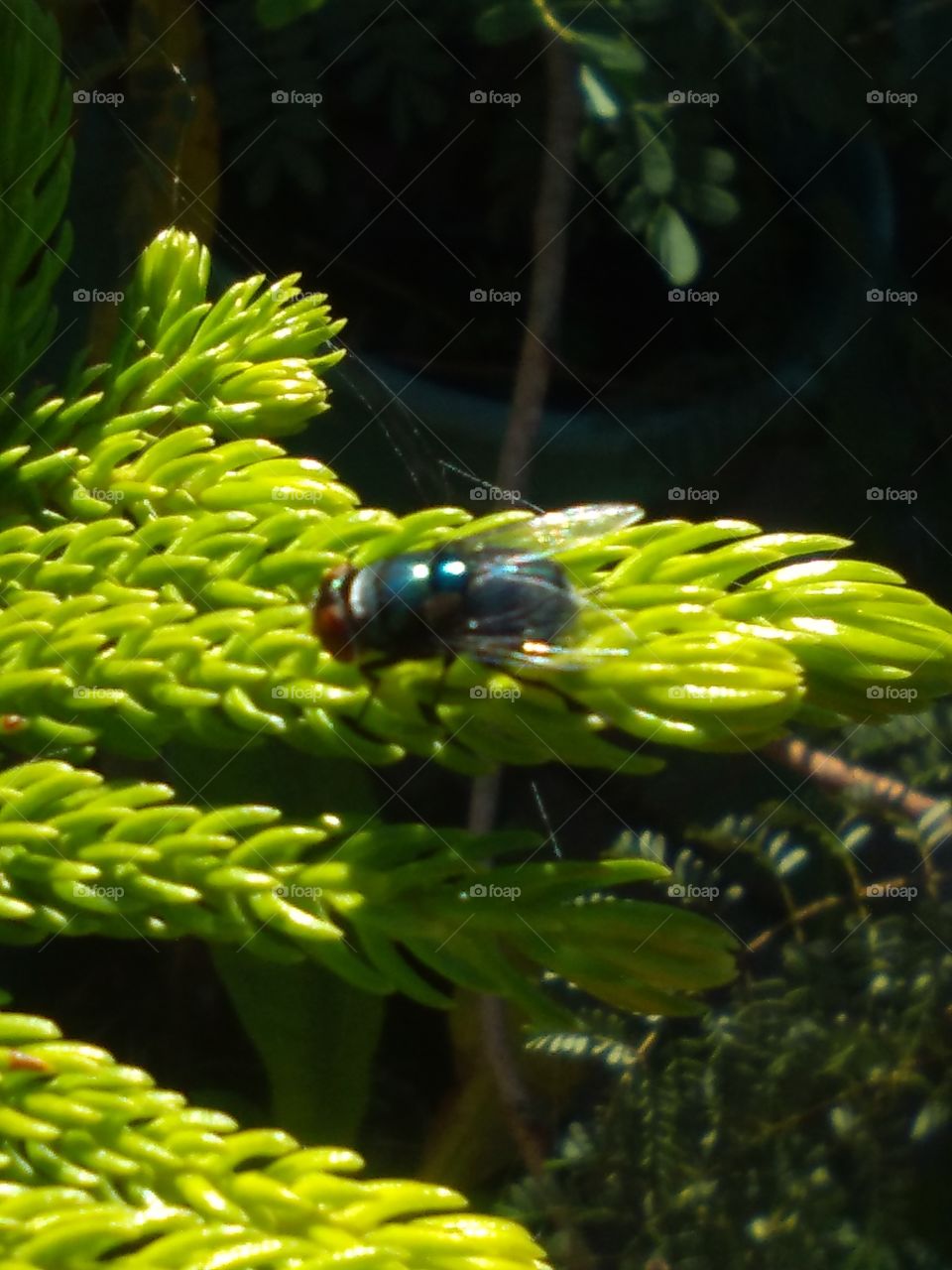 Blue Fly On Evergreen