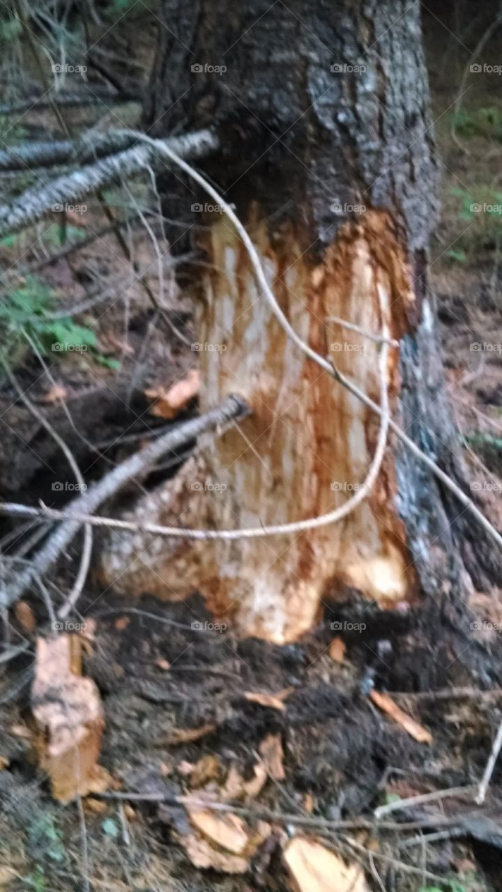 bear damaged tree