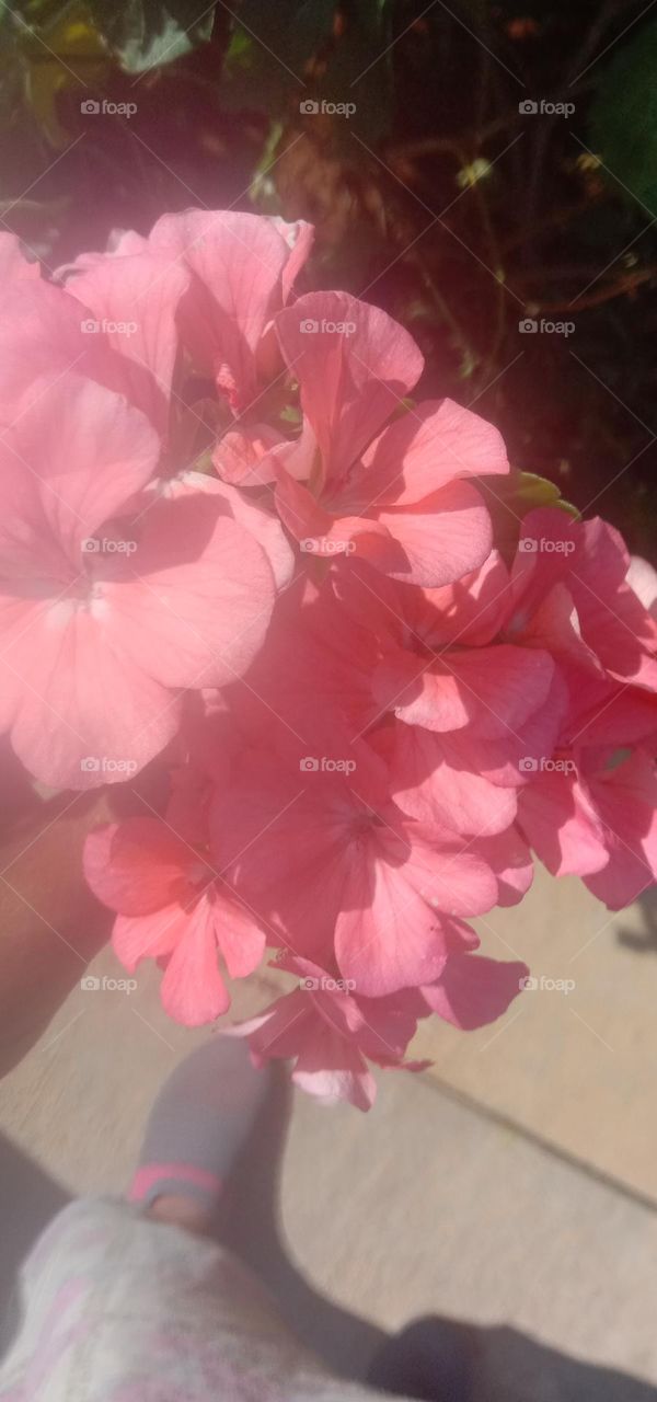 bunch of blooms 🌸❤️