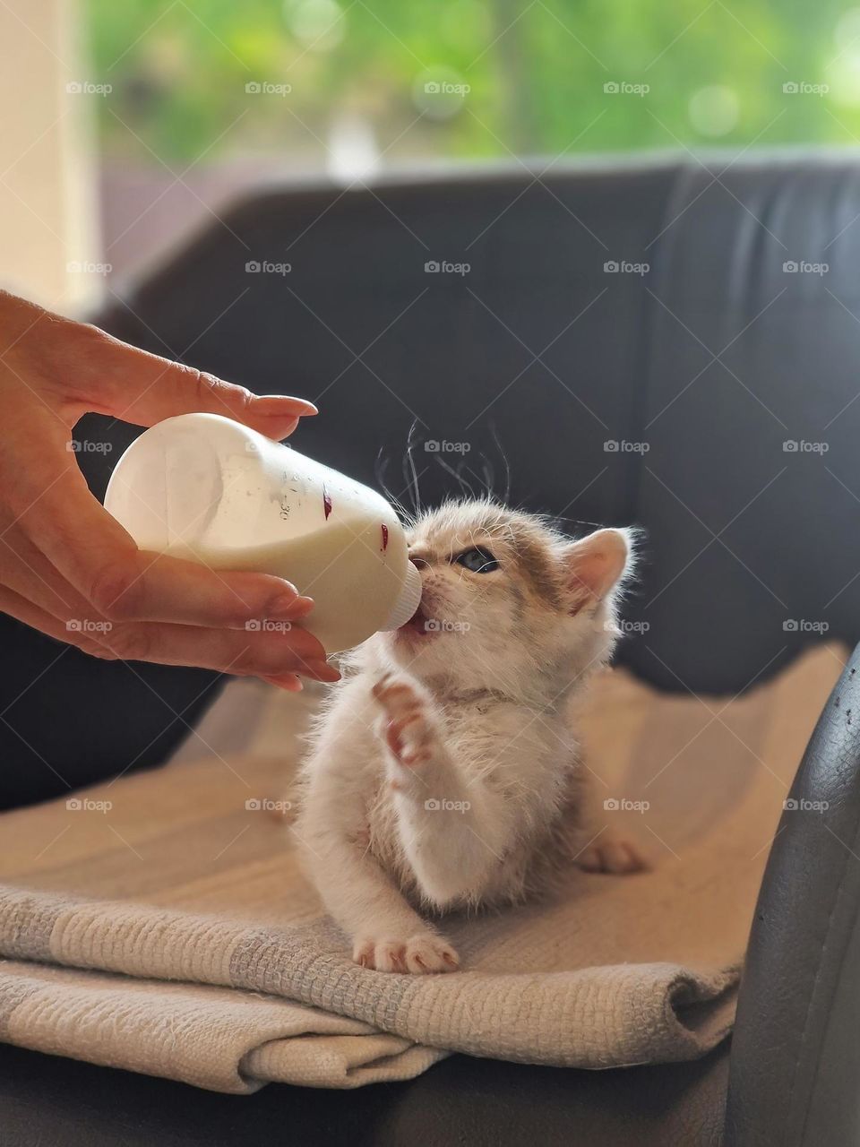 cat's milk for Almu the baby