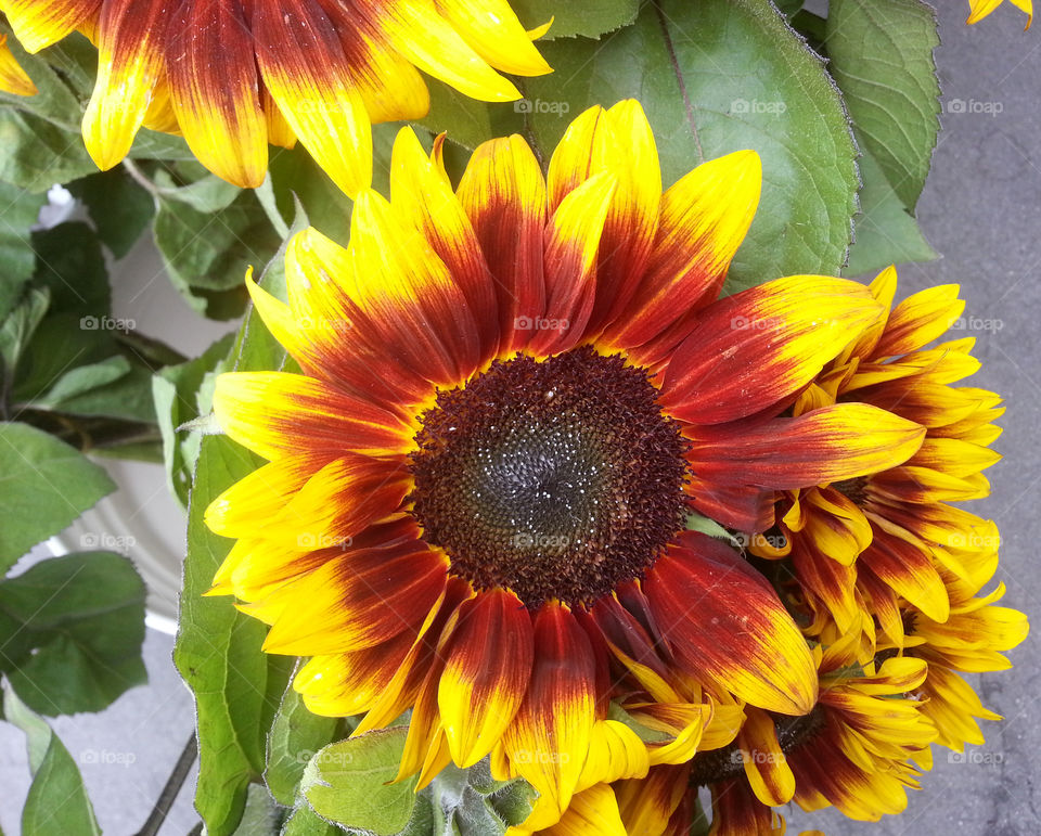 close up of Sunflower