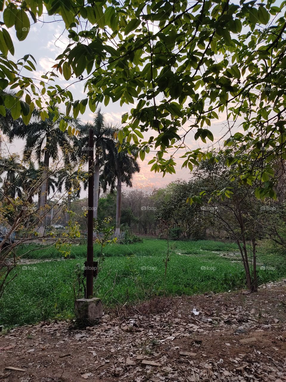 Beautiful trees and evening views