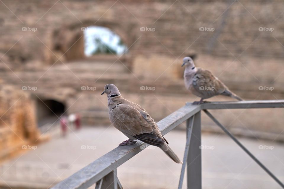 Pigeons in the Roman Theatre of Tarragona