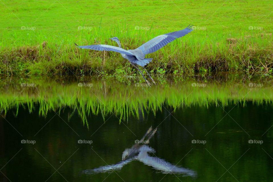 Great Blue Heron in Flight 