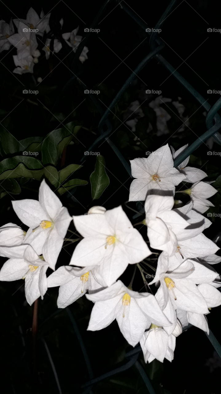 white flowers in the night