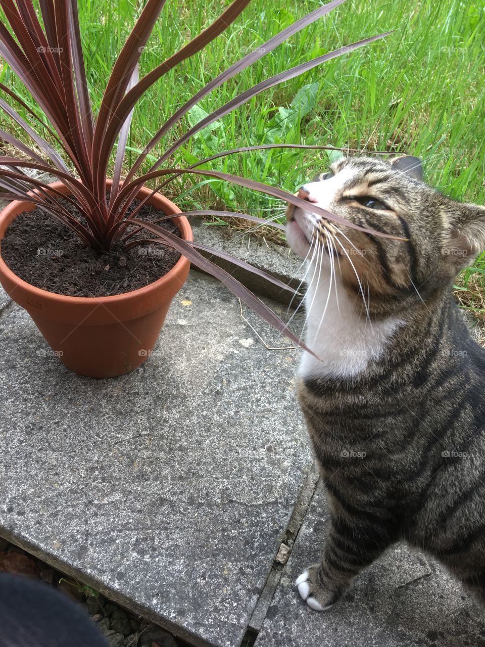 My cat loves the pretty new plants 😽