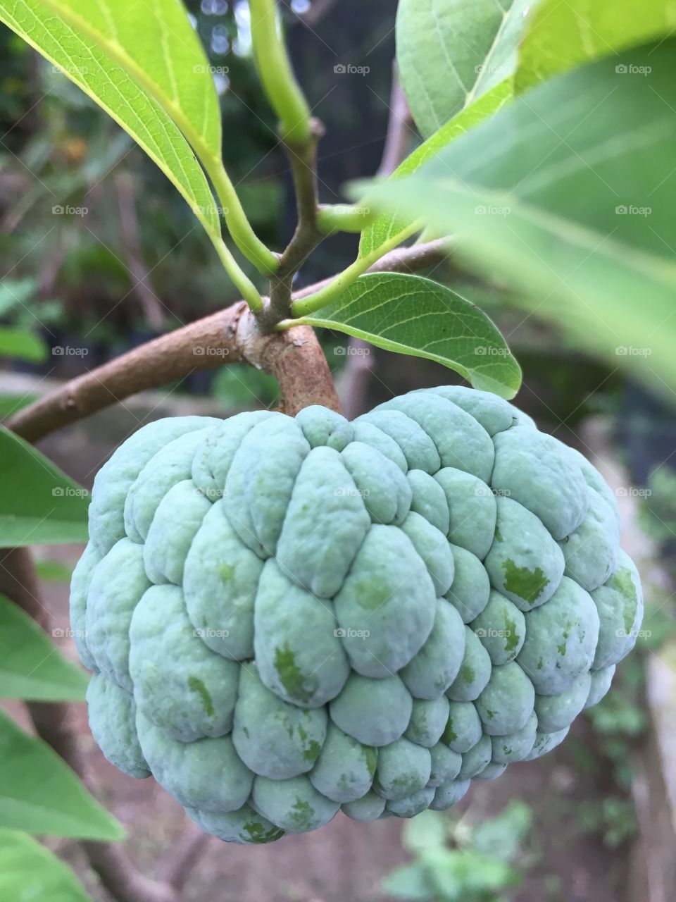 Sugar-apple