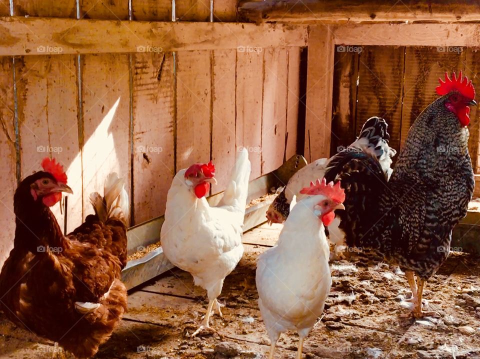 The hens and their rooster 