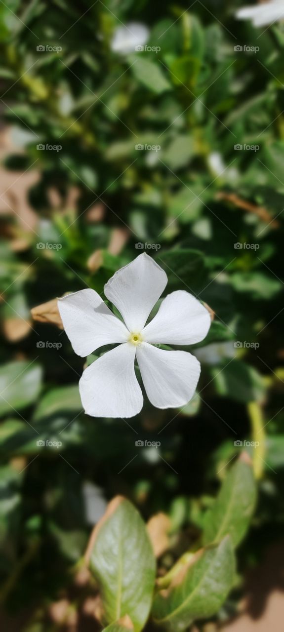 white and green combination flowers pictures click by redmi note 9 pro