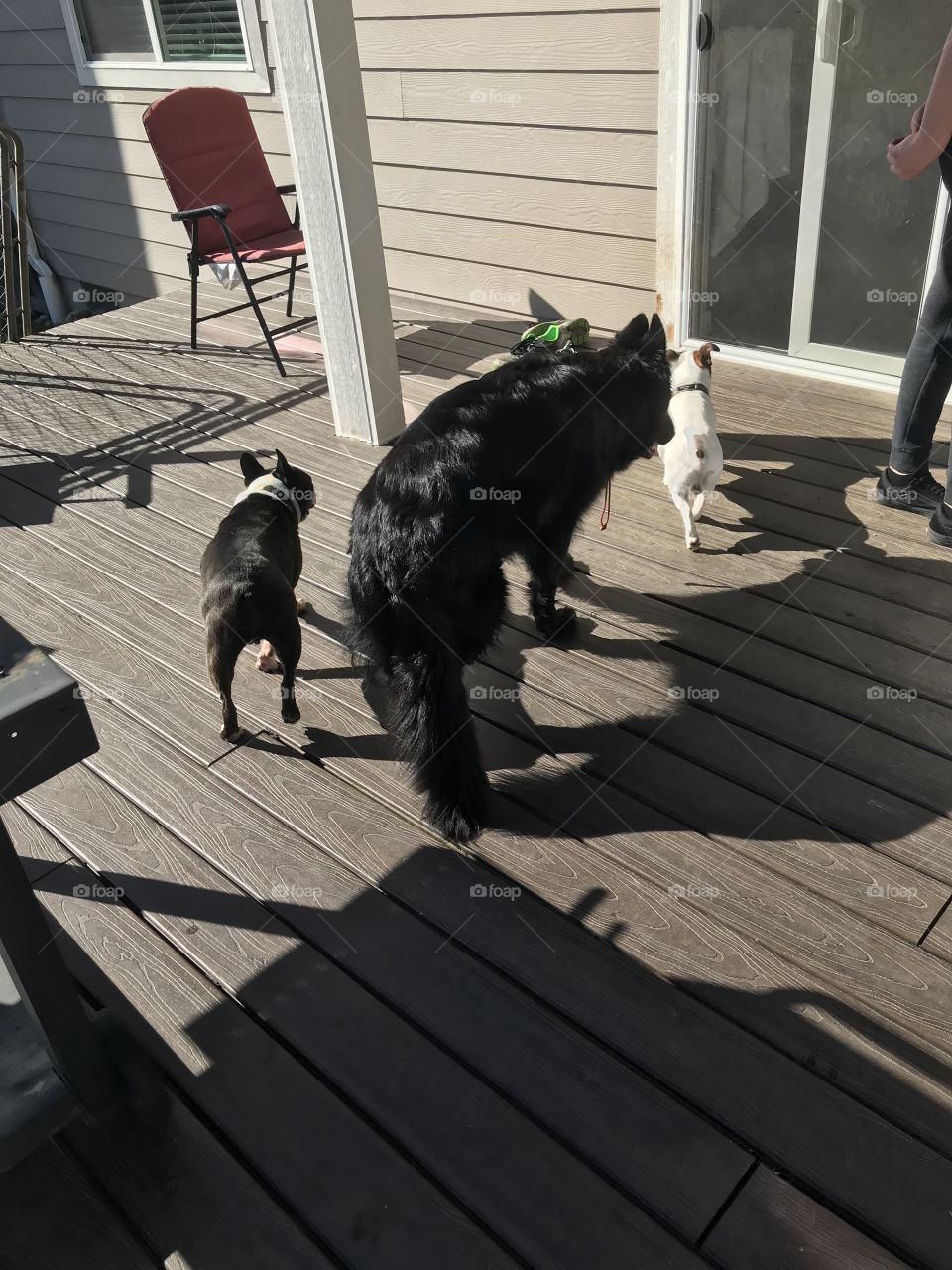Dogs getting along on the porch, playing and walking around, german Shepherd Boston terrier and rat terrier