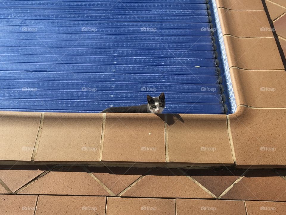Young cat exploring swimming pool