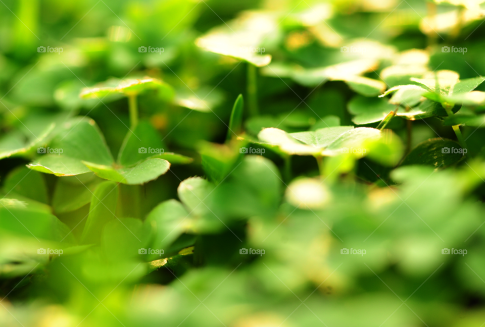 grass weeds clover clovers by lightanddrawing
