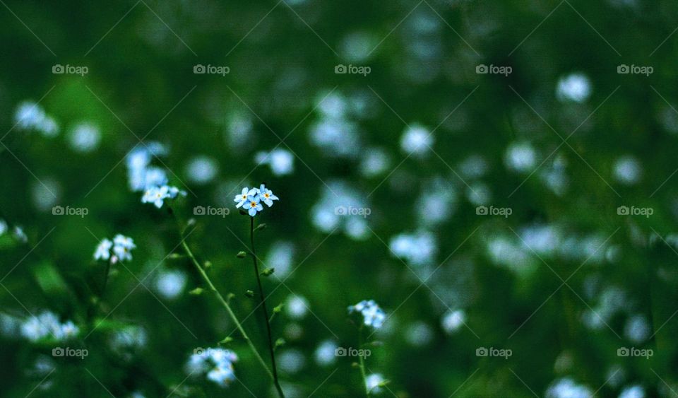 beautiful blue small gentle flowers in the green grass summer time