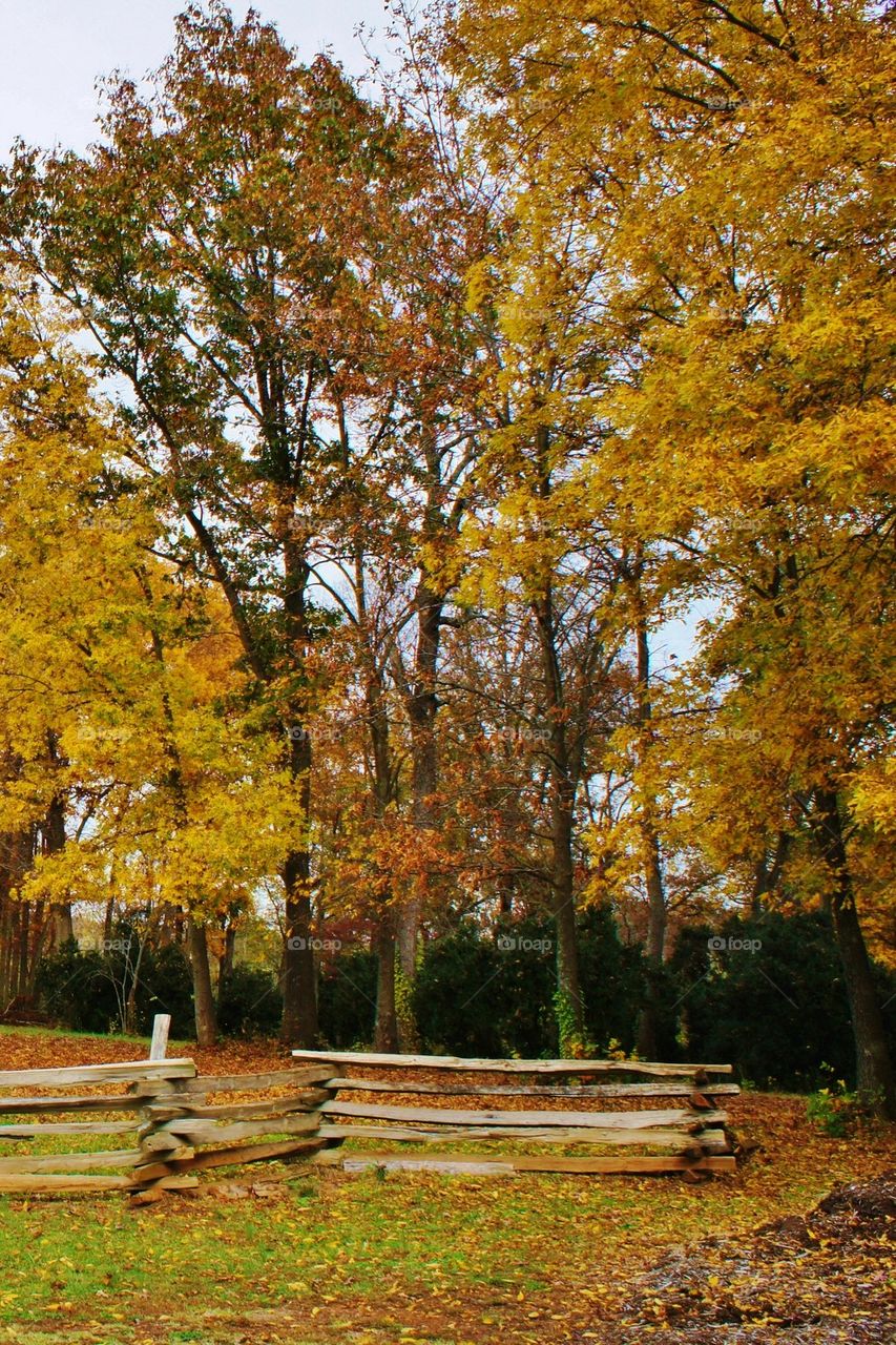 View of autumn trees and fence