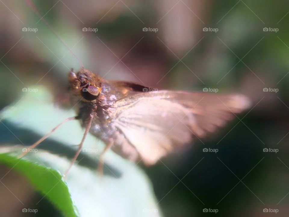 A little butterfly  | Photo with iPhone 5S + Macro lens.