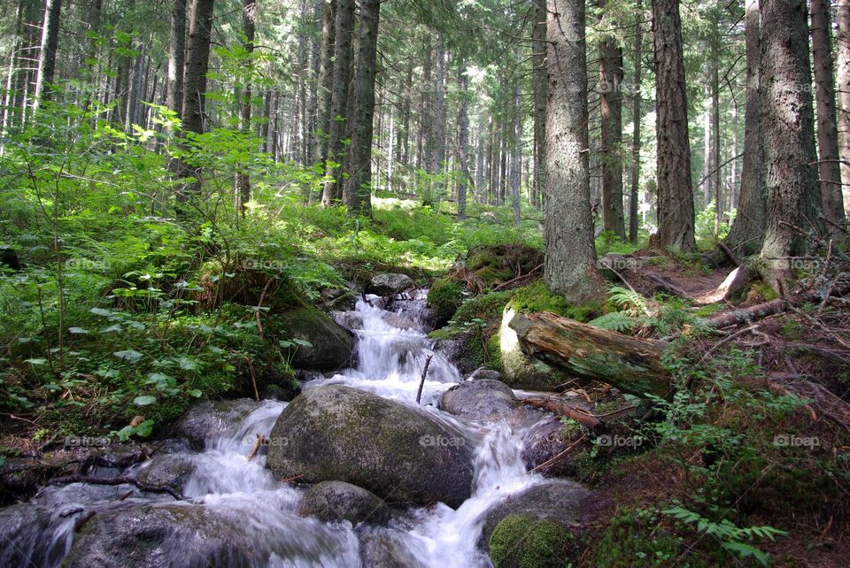 Stream in forest