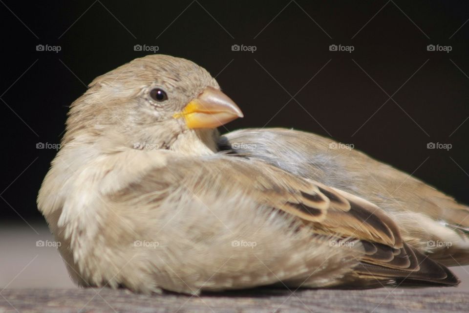 Close-up of sparrow sitting