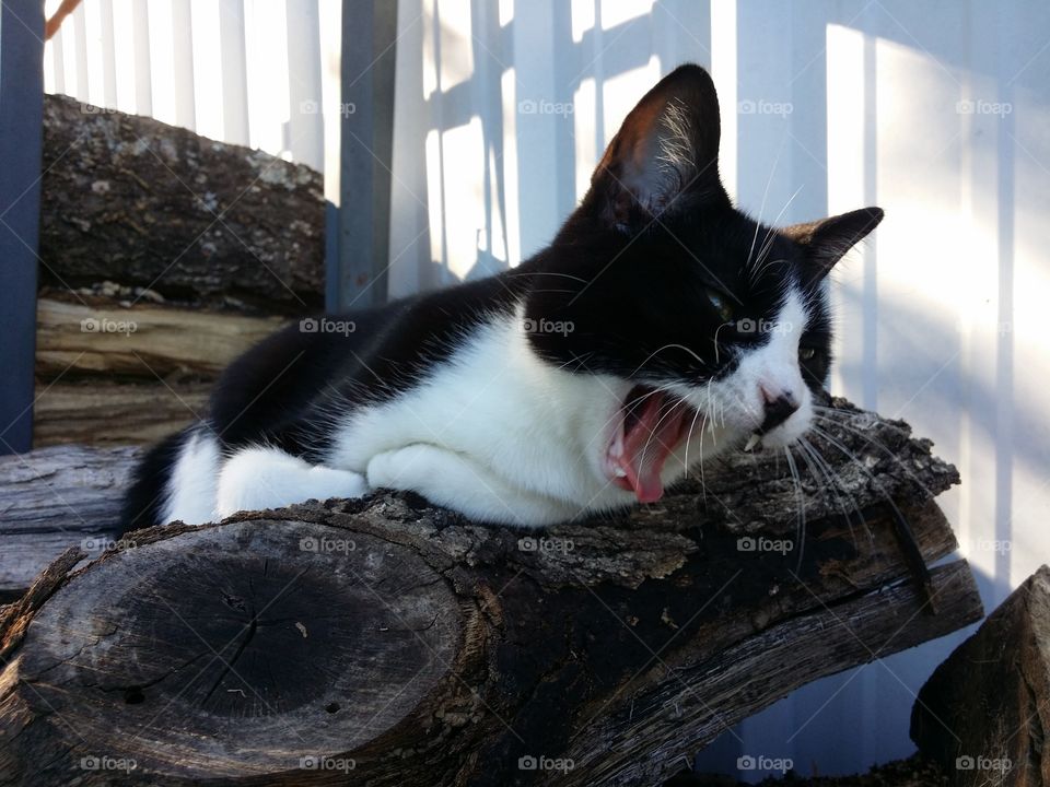 Black and white cat yawning laying on a pile of wood outside
