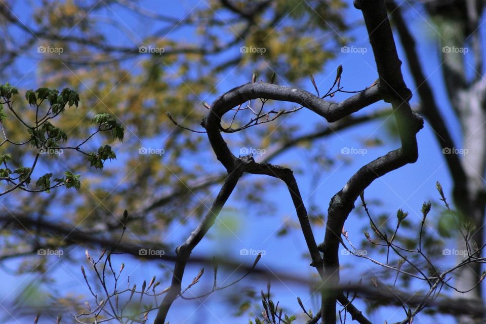 Heartshape in tree