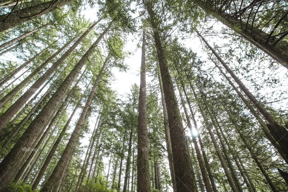 Tall pines