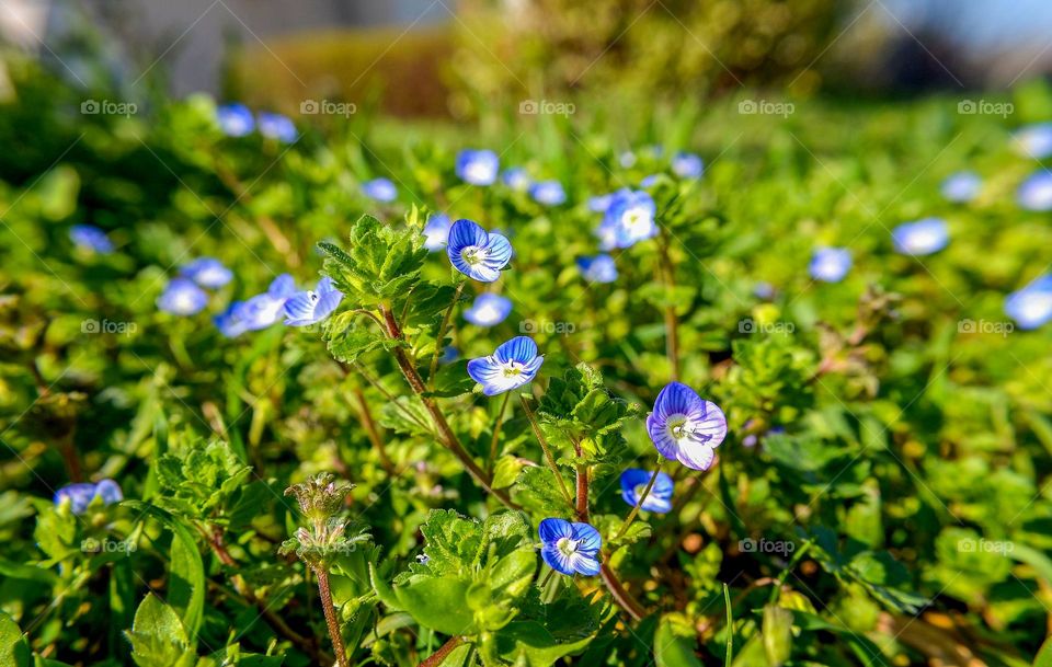 Beautiful spring nature