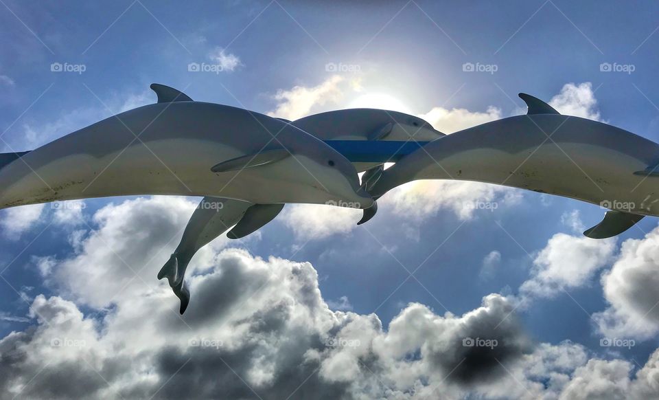 Dolphins in the sky