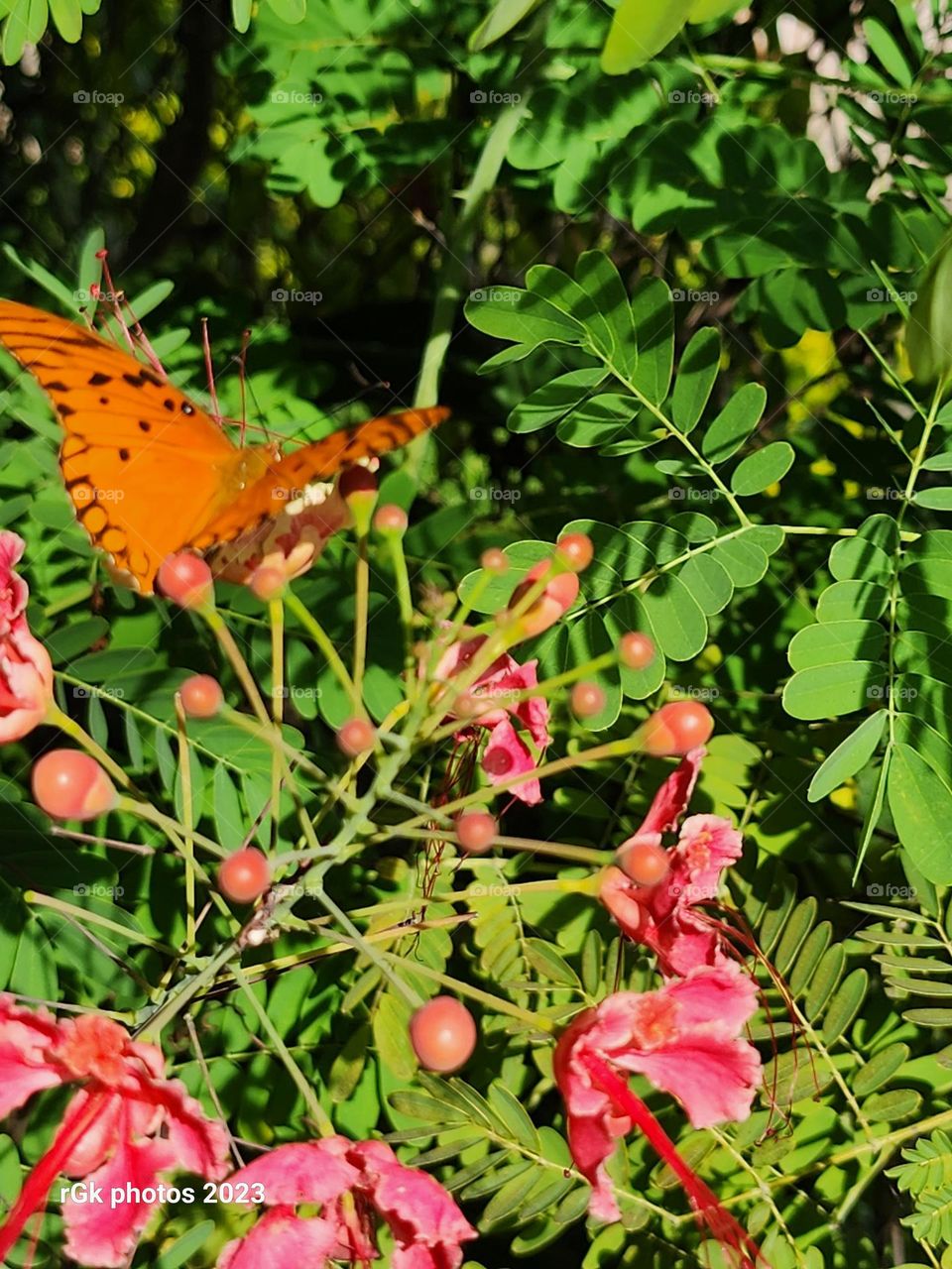 orange butterfly