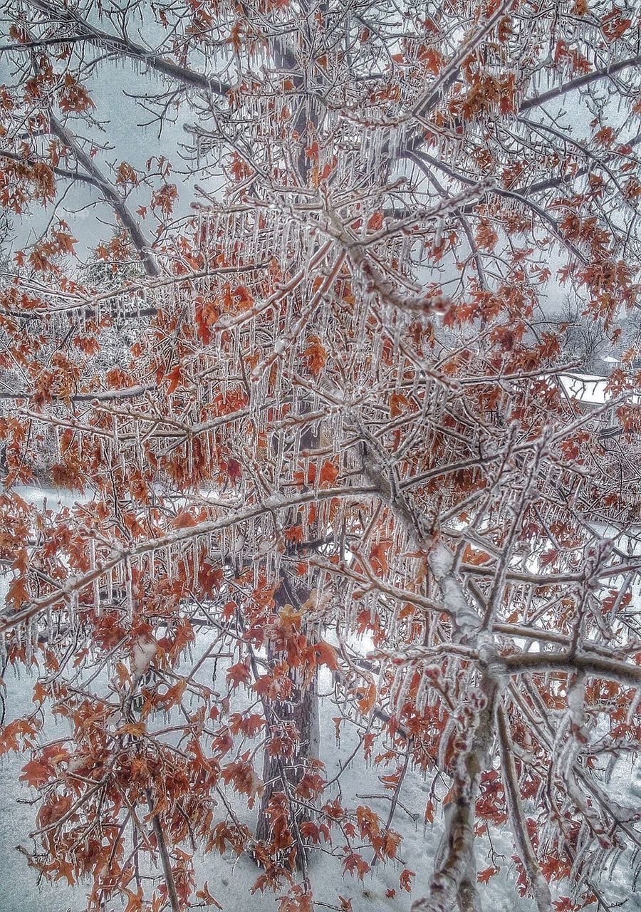 Icy Pin Oak