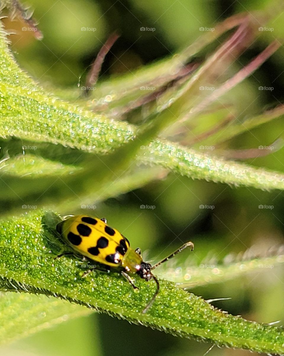 Spotted cucumber beetle.