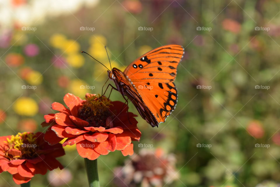 Orange butterfly on a  flower