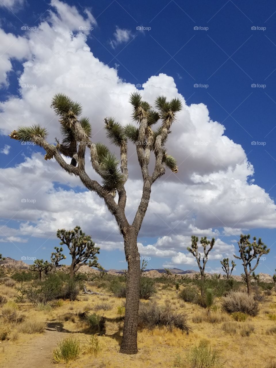 Joshua Trees against giant clouds and deep blue sky.
Joshua Tree National Park.