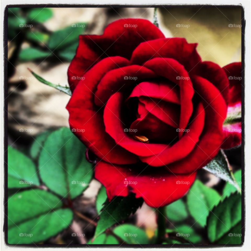 One perfect rose 