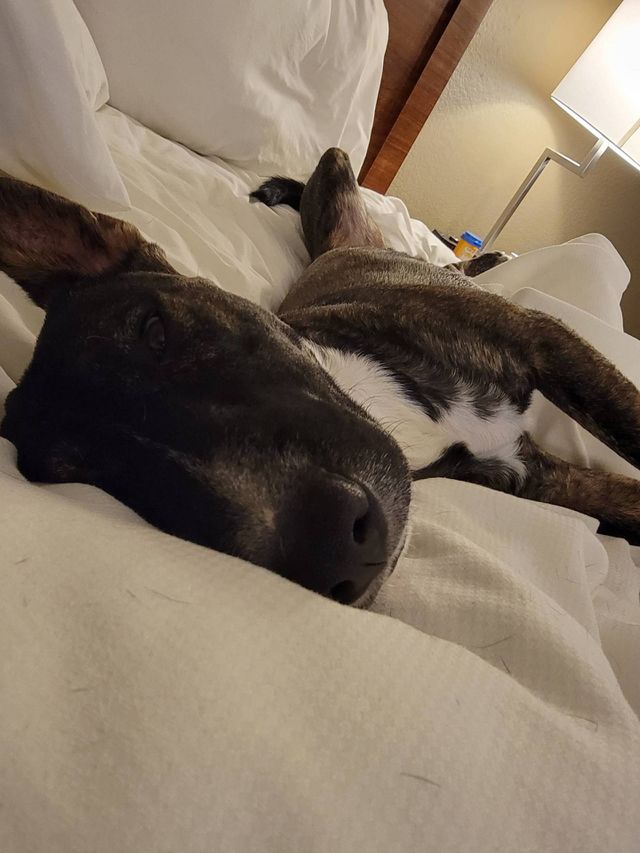dog