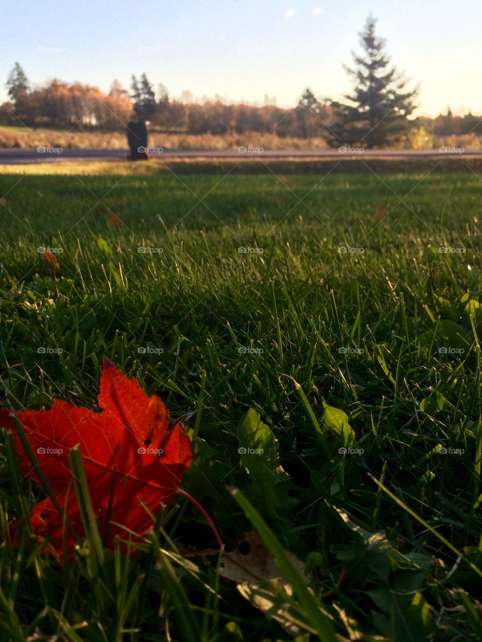 Fall leaf in grass.