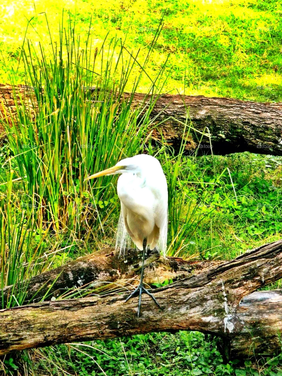 Heron