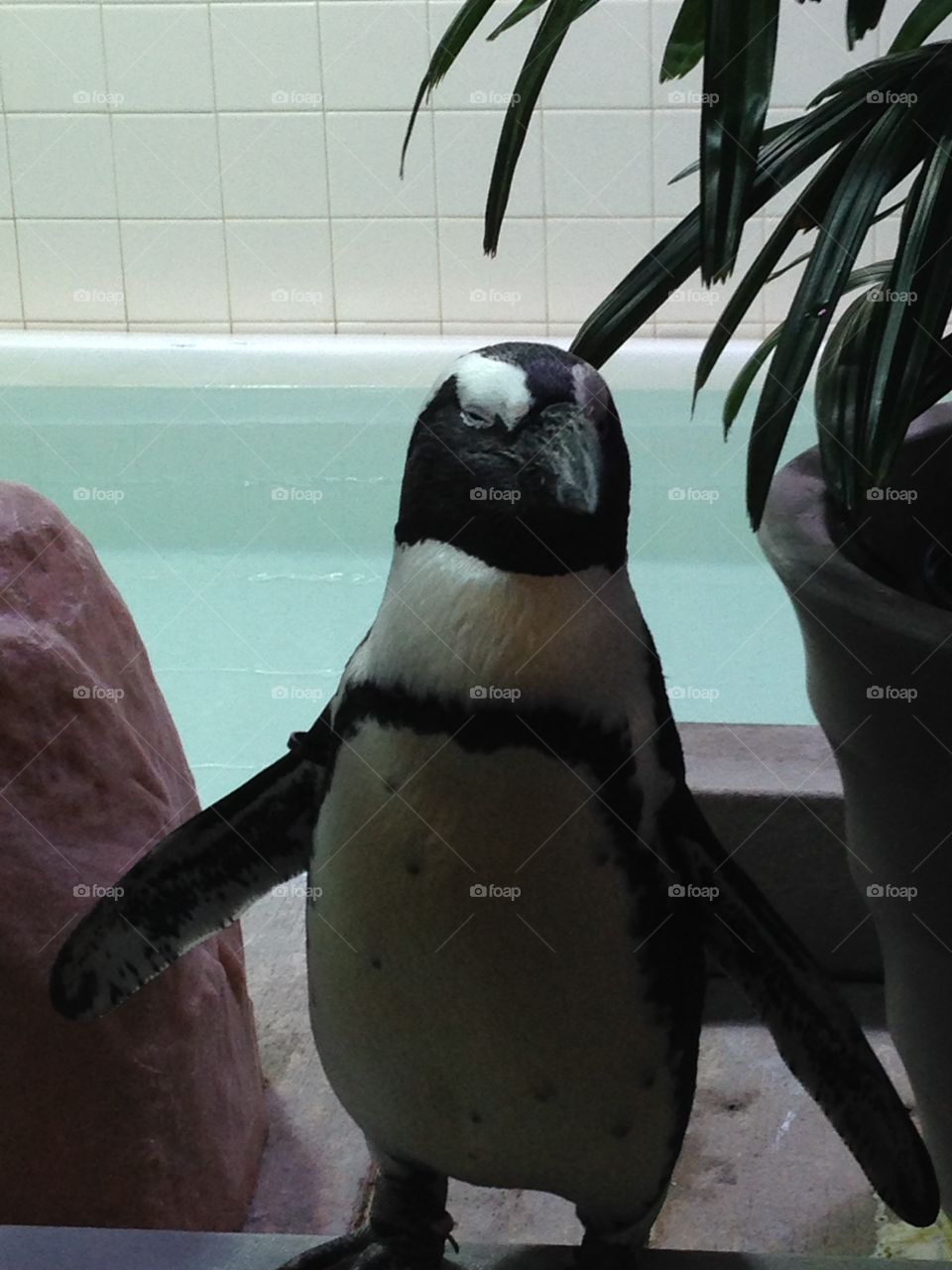 Penguin encounter