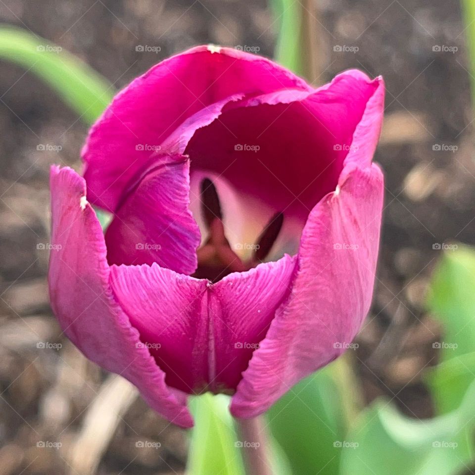 Photo of pink tulip flower shot from above 