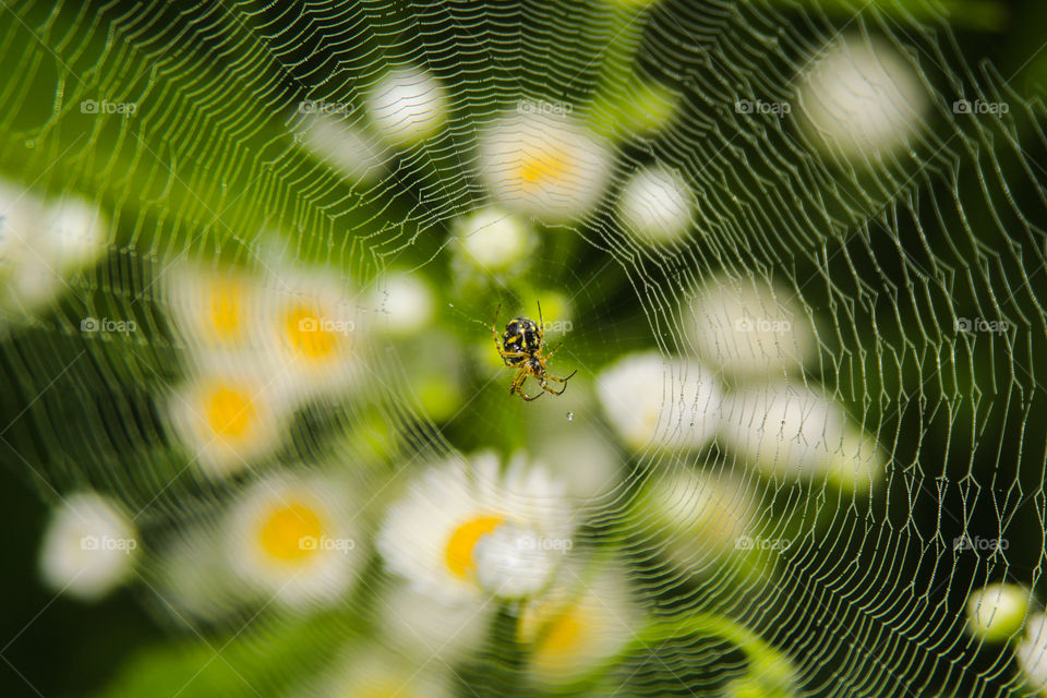 spider and flowers