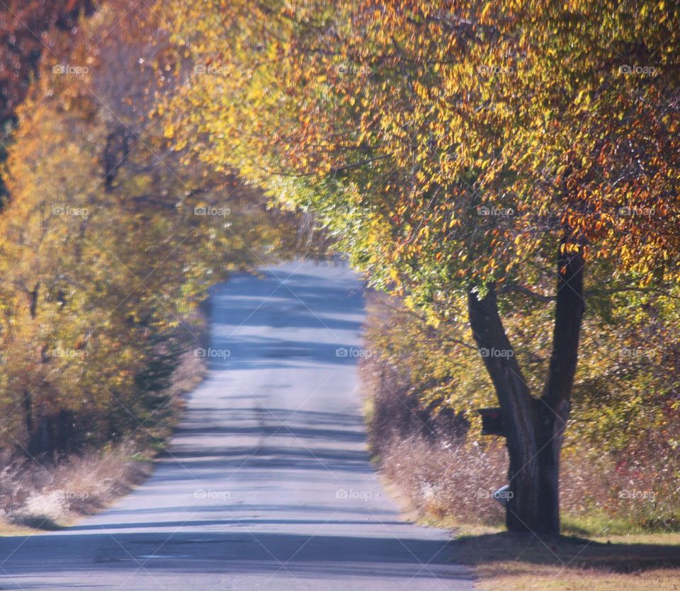 Country lane