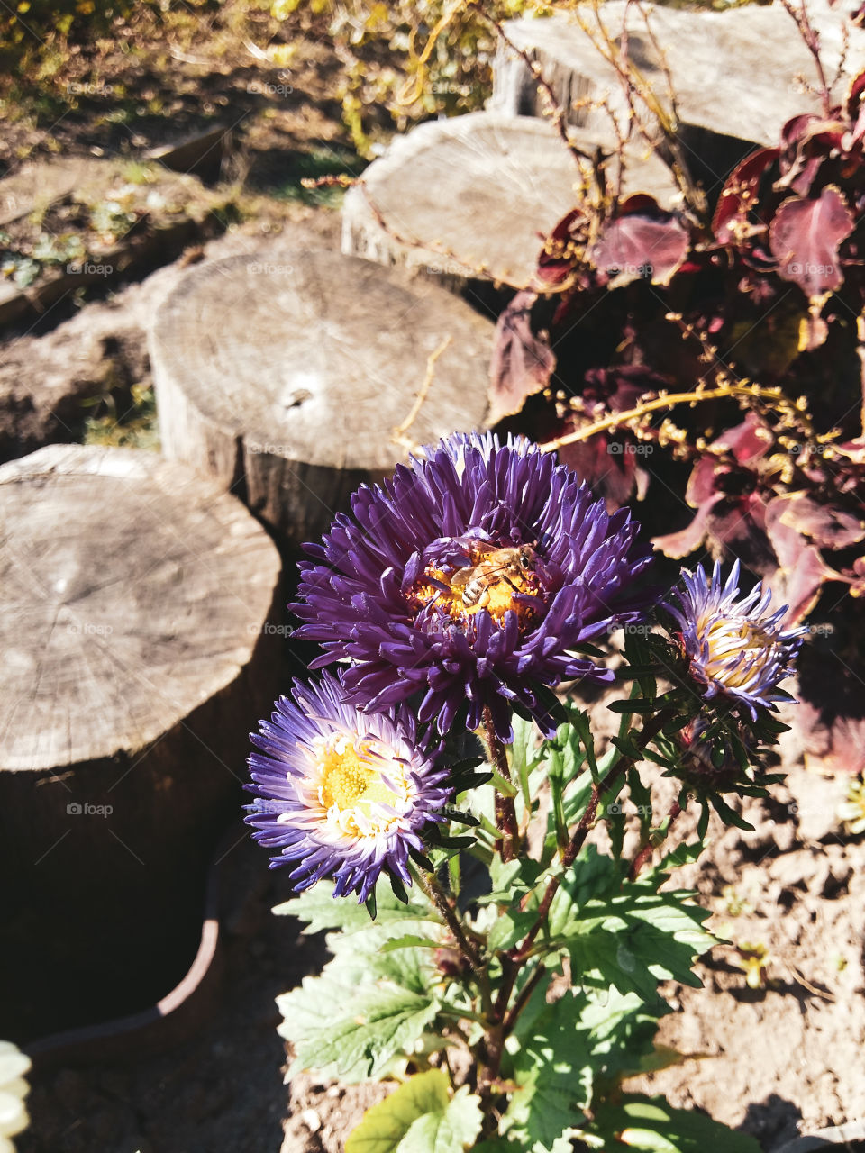 purple chrysanthemum blooms in the garden