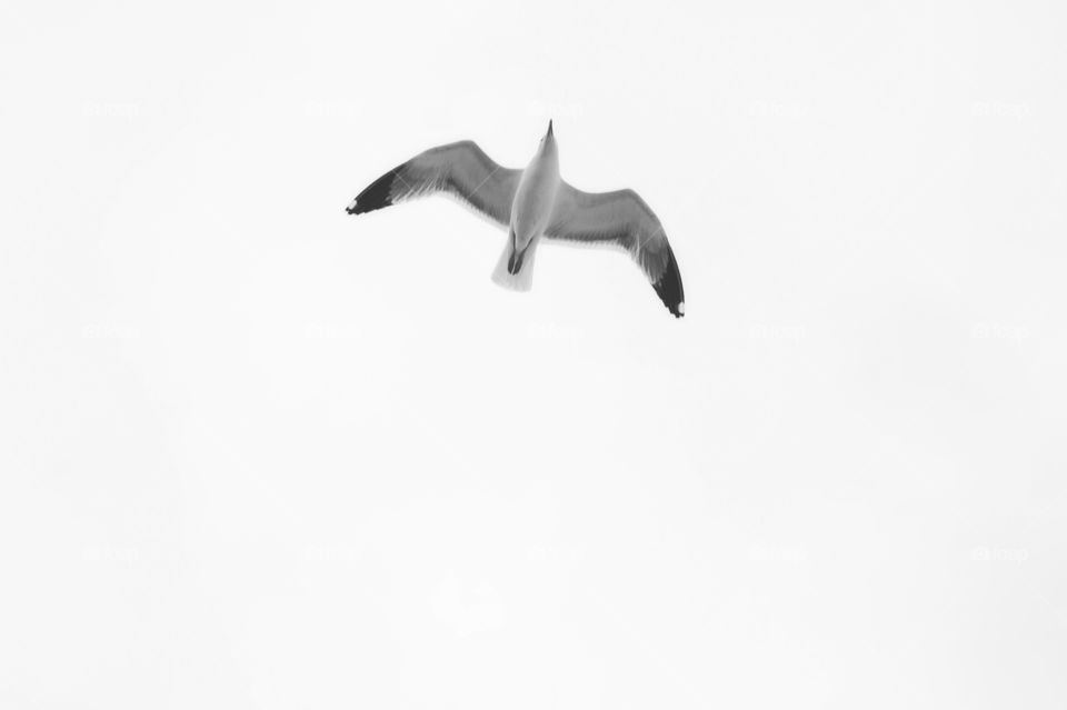 Seagull caught flying above me 
Very quick shot 