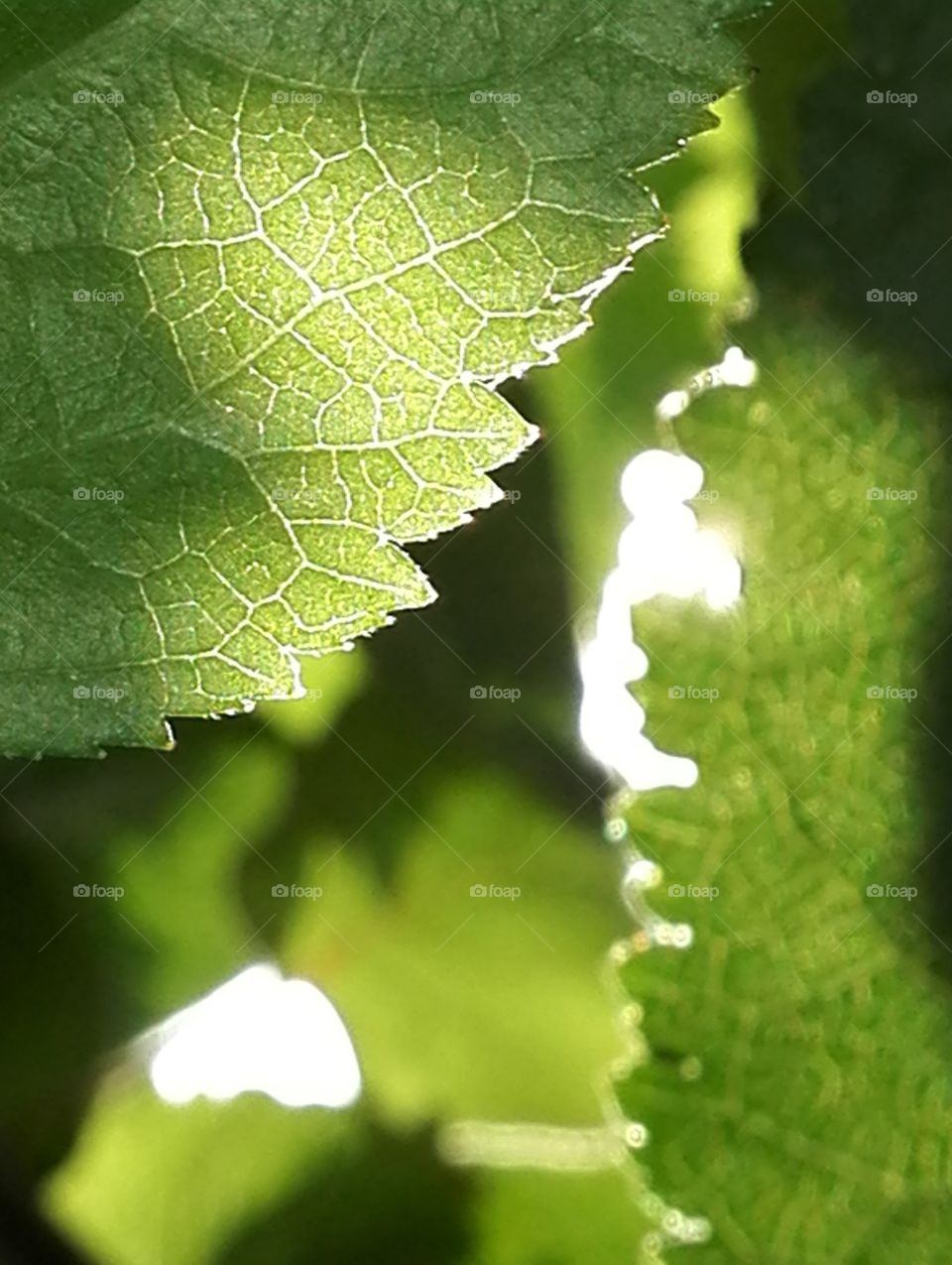 Sunlight through leaves