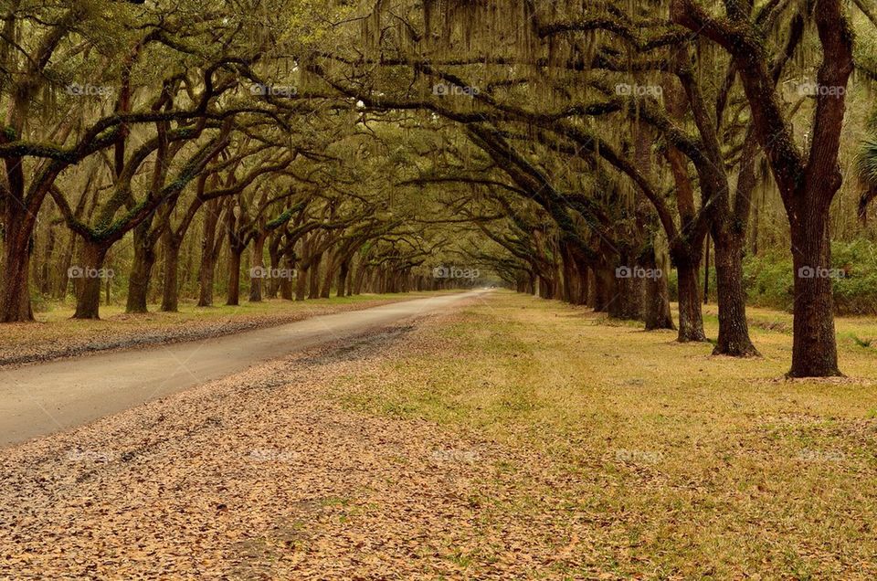 Tree line near roadside