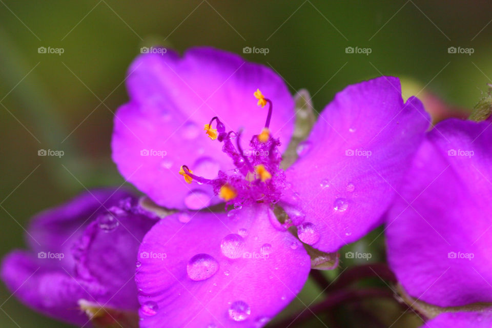 stigma flower purple water by kshapley