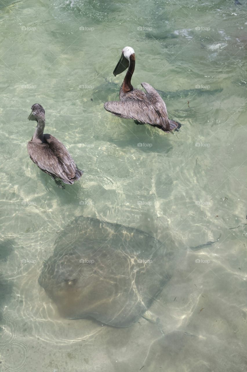 Pelicans and rays