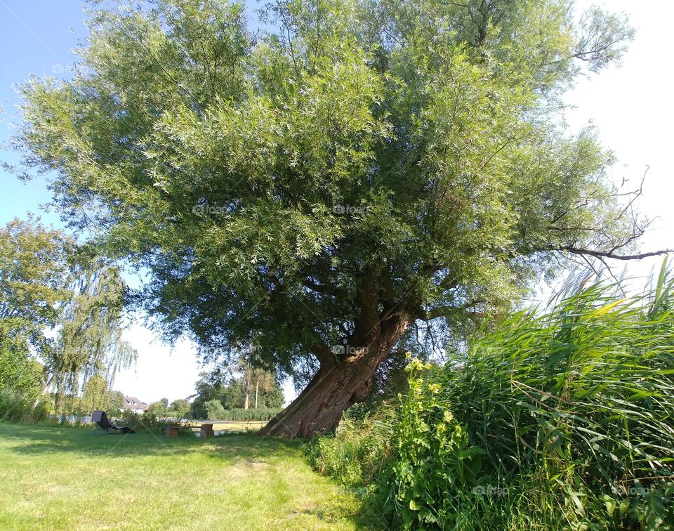 baum tree natur old alt hrün summer sommer Ruhe sitzen