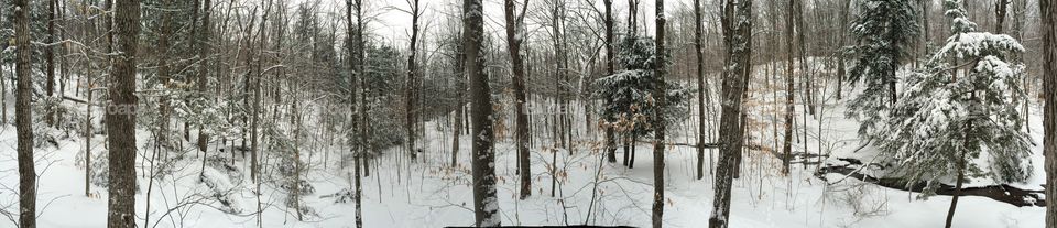 Winter, Snow, Wood, Frost, Tree