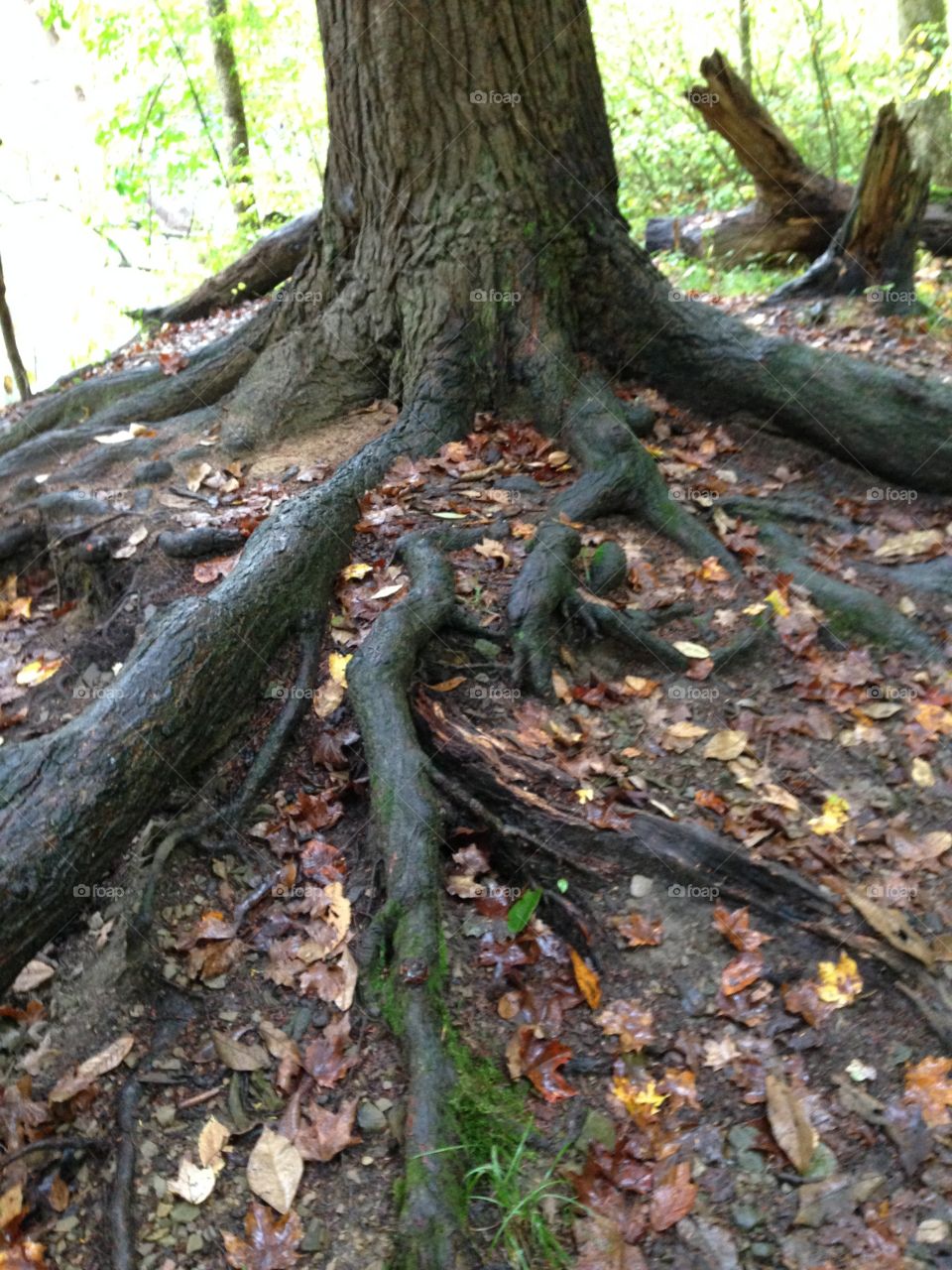 Mohican Tree Roots