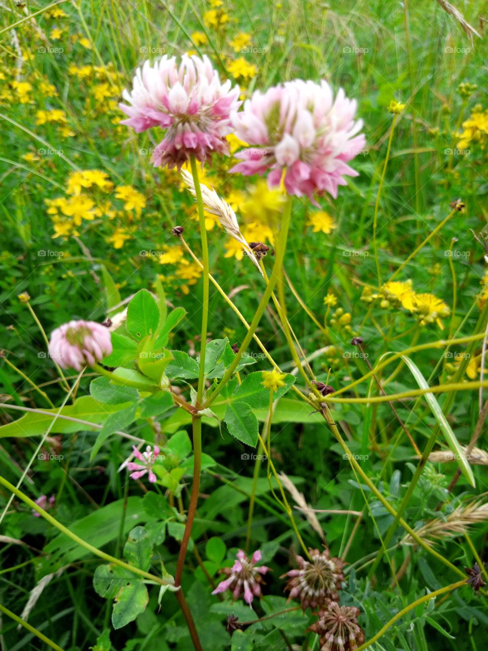 клевер луговой